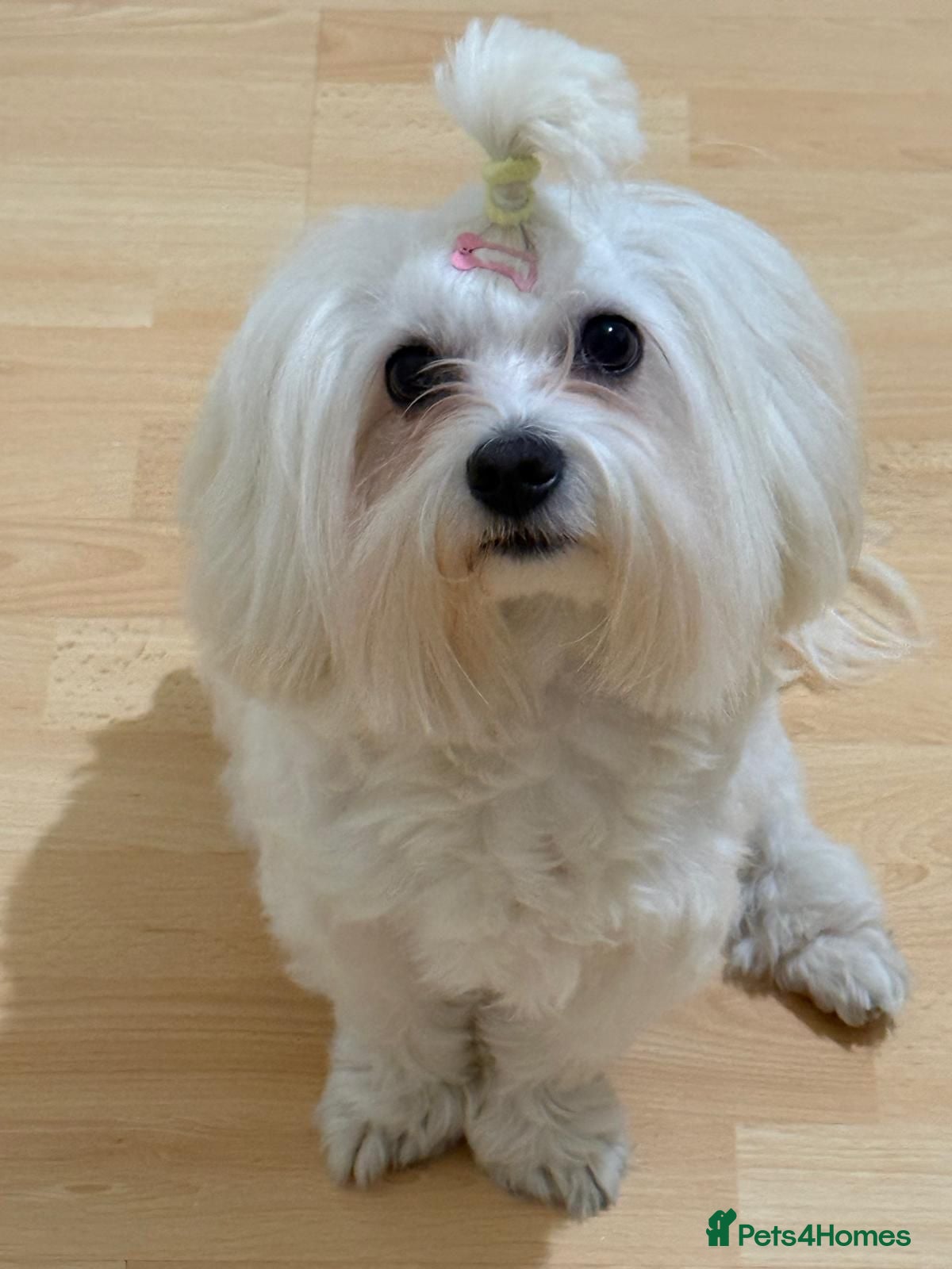 Maltipoo dogs for sale: Beautiful maltipoo puppies ready for loving homes! in London - Advert 2