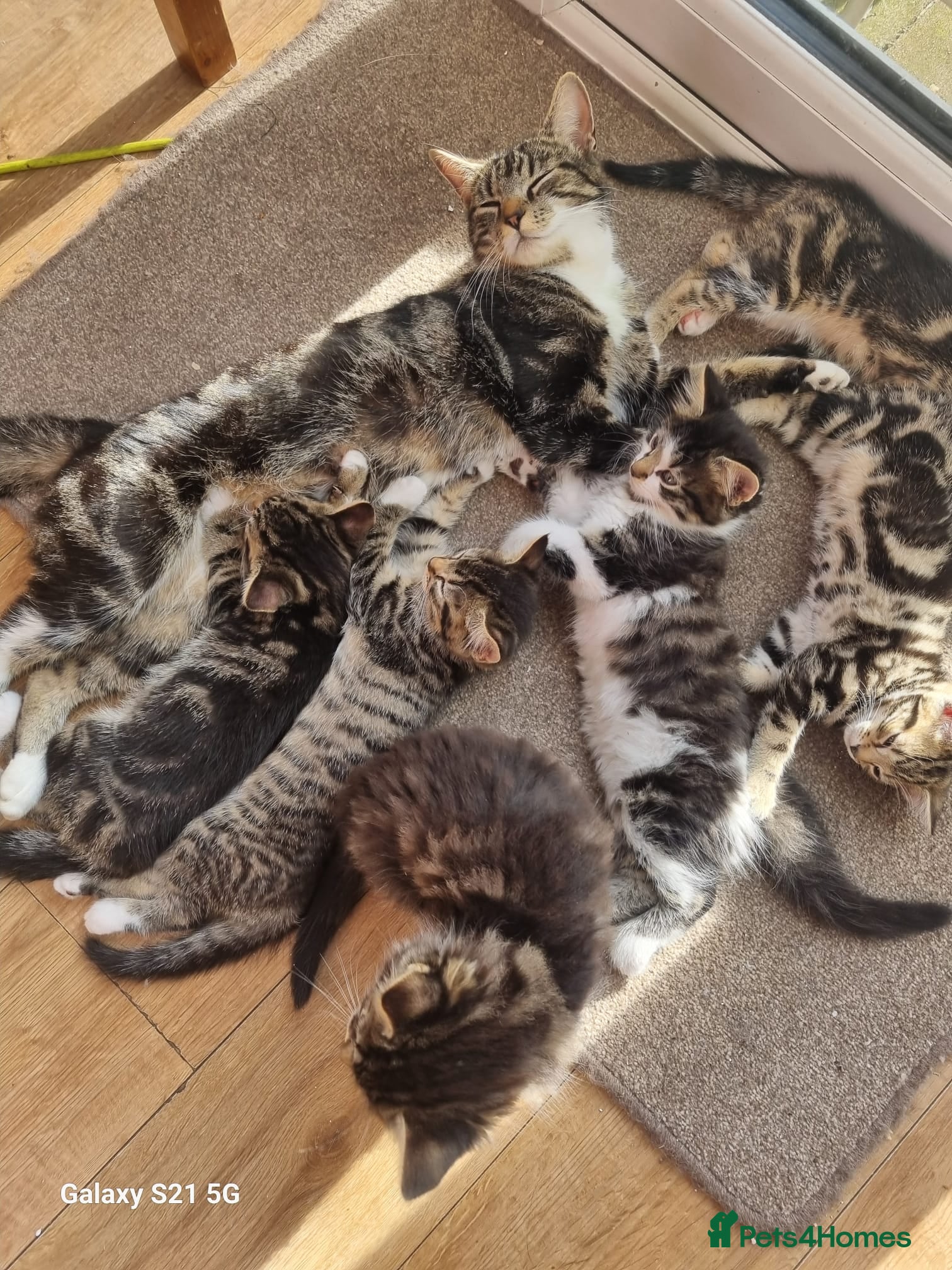 Mixed Breed cats Main Coon mixed breed  - Advert 6