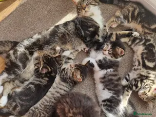 Mixed Breed cats Main Coon mixed breed - Advert 13