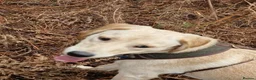 Labrador Retriever dogs for sale: Meet our beautiful girl Precious in Edinburgh - Advert 4