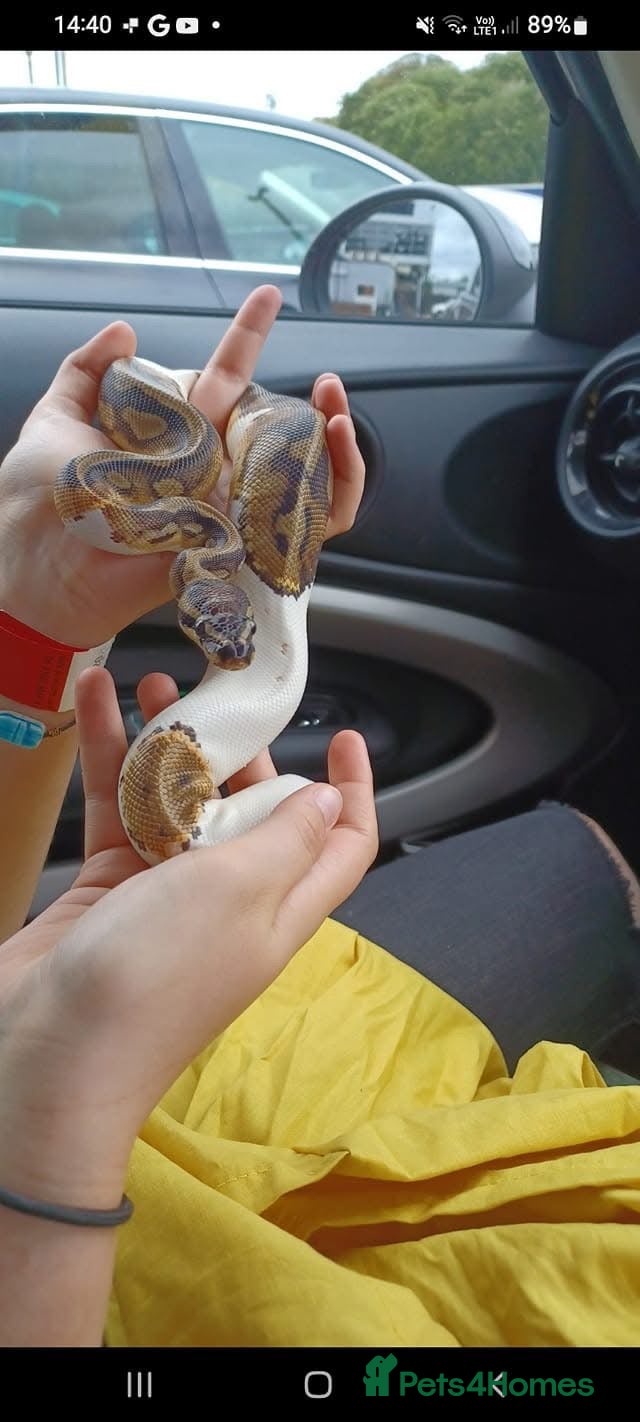 Python Snake reptiles Two Ball pythons Available - Advert 1
