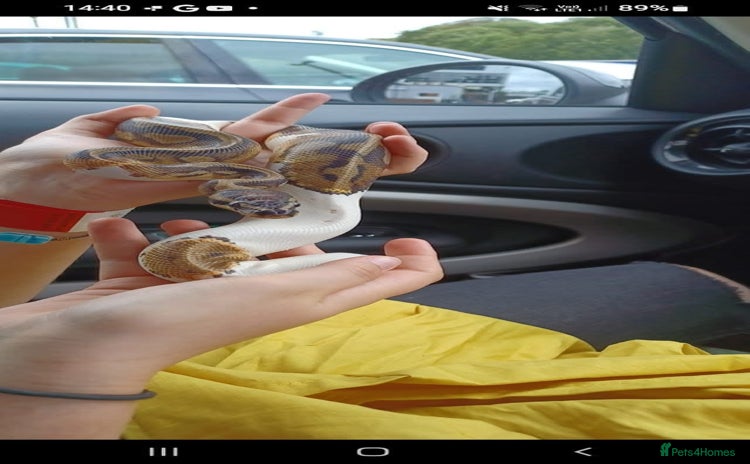 Python Snake reptiles - Advert 1