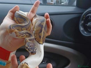 Python Snake reptiles Two Ball pythons Available - Advert 11