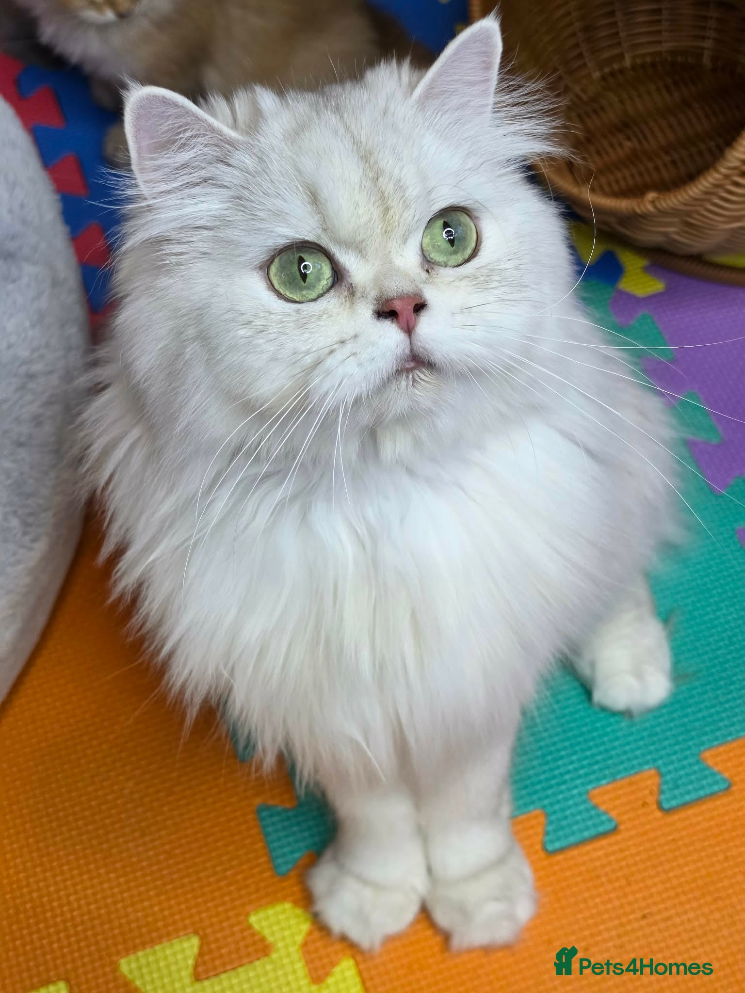 British Longhair cats British Longhair Kittens – Champion Lines ✨ - Advert 2