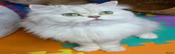 British Longhair cats for sale: British Longhair Kittens – Champion Lines ✨ - Advert 2