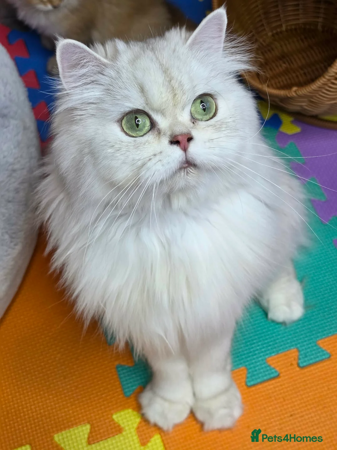 British Longhair cats for sale: British Longhair Kittens – Champion Lines ✨ - Advert 2