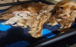 Cocker Spaniel dogs for sale: GOLDEN SHOW COCKER PUPPIES  - Image 1