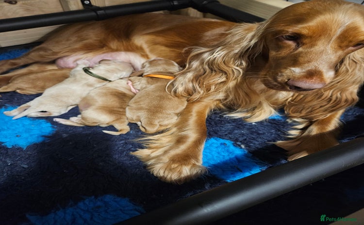 Cocker Spaniel dogs - Advert 3