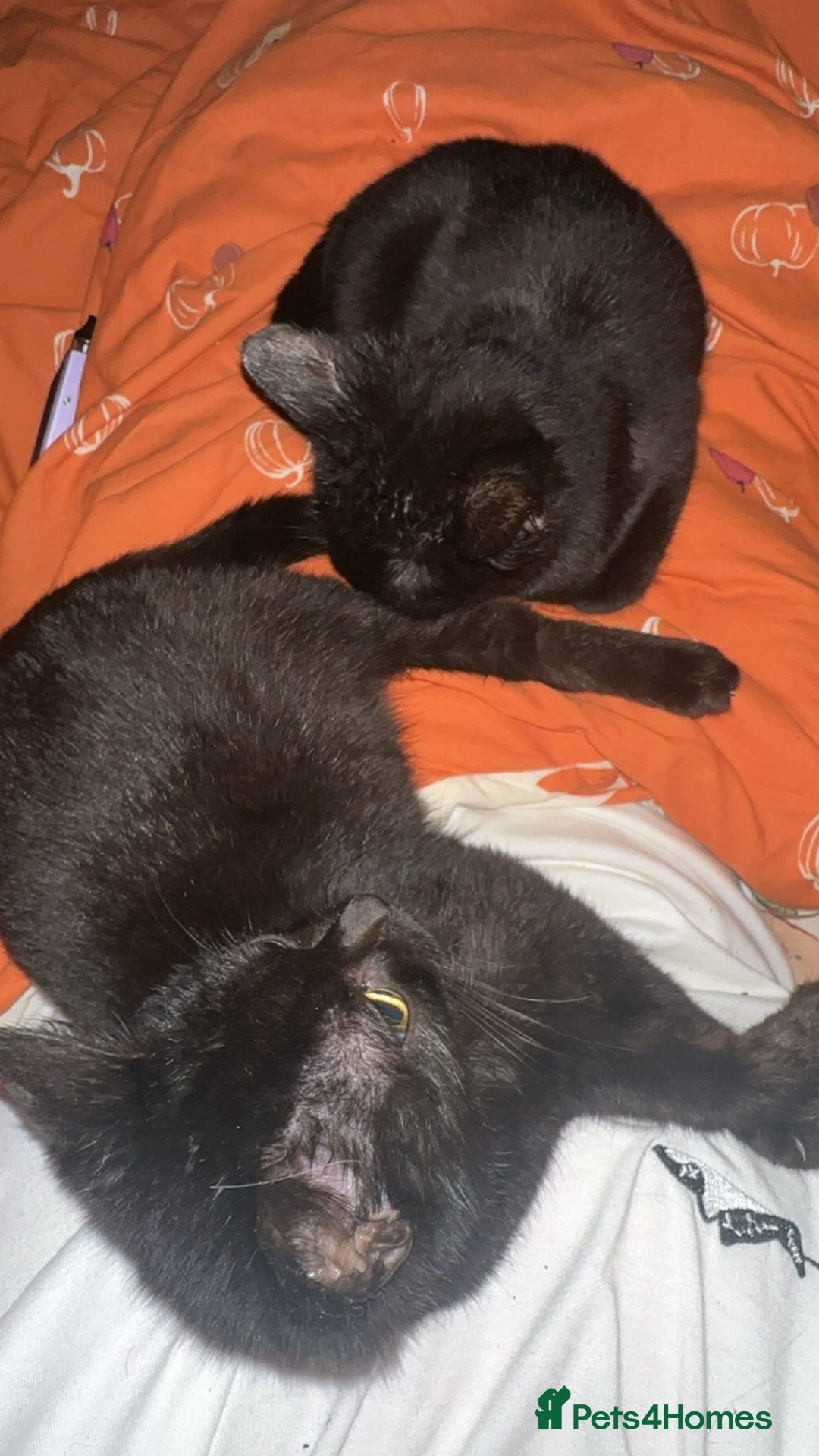 British Shorthair cats for sale: 2 black little boys - Advert 5