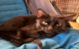British Longhair cats for sale: 2 loving cats for loving home - Image 2