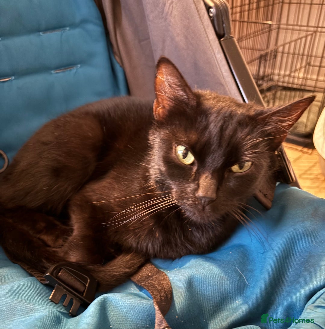 British Longhair cats for sale: 2 loving cats for loving home - Image 2