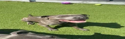 Staffordshire Bull Terrier dogs for sale: Solo - Blue Staffordshire - Advert 2