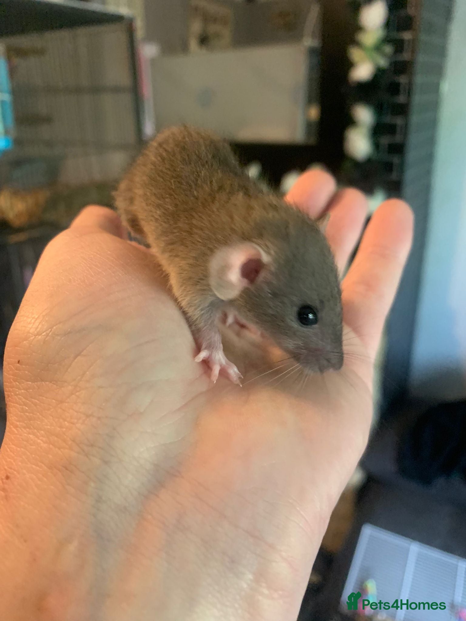 Rat rodents Dumbo Dwarf Rats - Advert 1