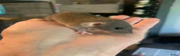 Rat rodents for sale: Dumbo Dwarf Rats - Advert 1
