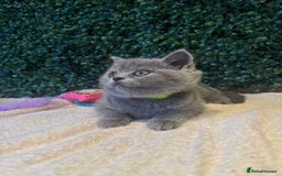 British Shorthair cats for sale: 💕British Shorthair Blue Kittens💕 - Image 15