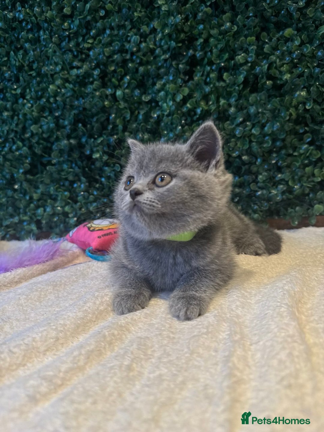 British Shorthair cats for sale: 💕British Shorthair Blue Kittens💕 - Image 15