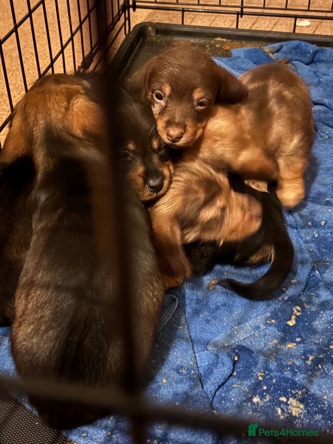 Mixed Breed dogs for sale: Beautiful Dorkie pups - Advert 11