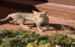 Savannah cats for sale: Beautiful F4 True to Type Savannah - Image 9