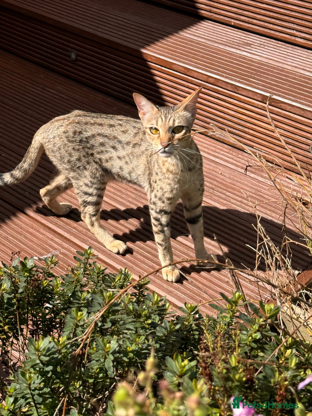 Savannah cats for sale: Beautiful F4 True to Type Savannah - Image 9