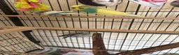 Budgerigars birds for sale: Budgies in Tipton - Advert 13