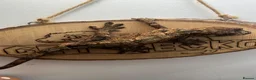 Gecko reptiles for sale: CB24 Mainland Chahoua geckos |  breeding pair  - Advert 9