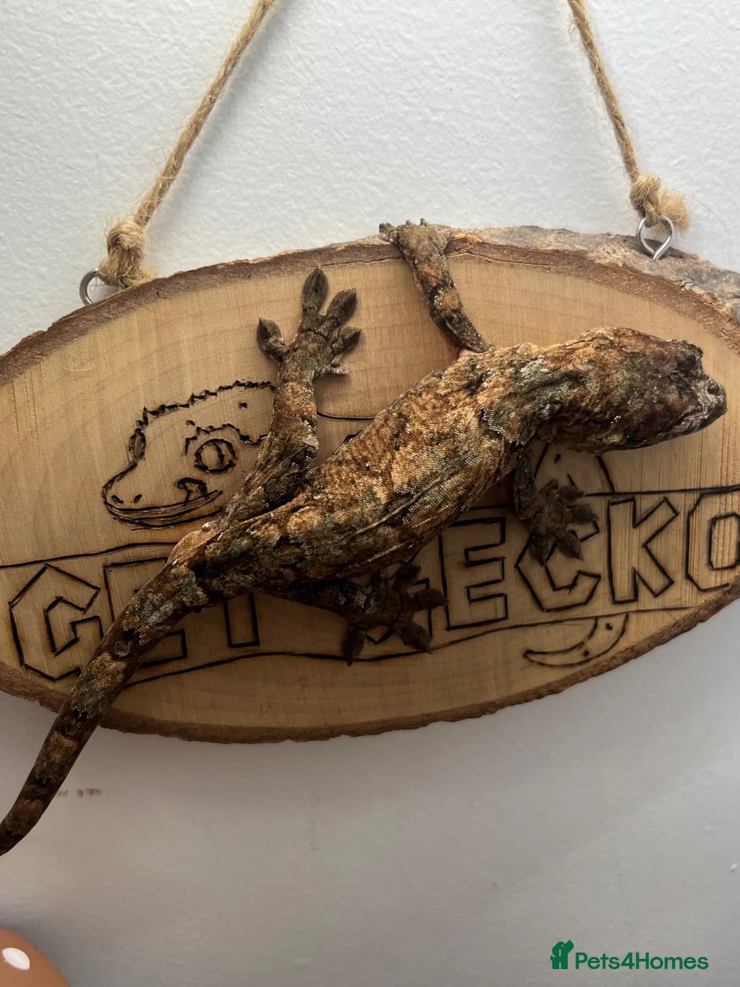 Gecko reptiles for sale: CB24 Mainland Chahoua geckos |  breeding pair  - Advert 9