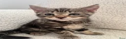 Domestic Shorthair cats for sale: Two kittens looking for their forever home 🐾 - Advert 8