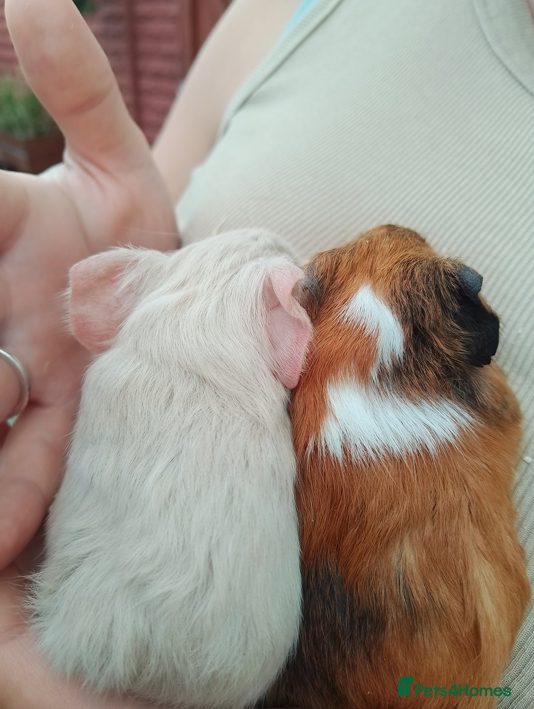 Guinea Pig rodents for sale: 4 boys - Image 1
