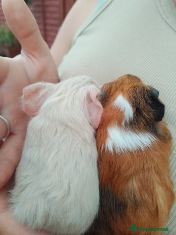 Guinea Pig rodents - Advert 13