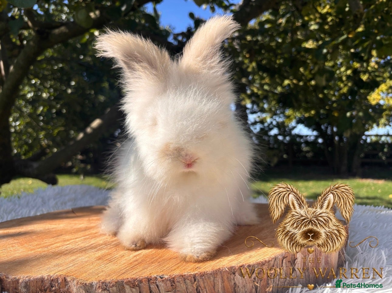 Angora rabbits Fully Vaccinated Pedigree English Angoras  - Advert 2