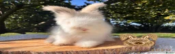 Angora rabbits for sale: Fully Vaccinated Pedigree English Angoras  - Advert 7