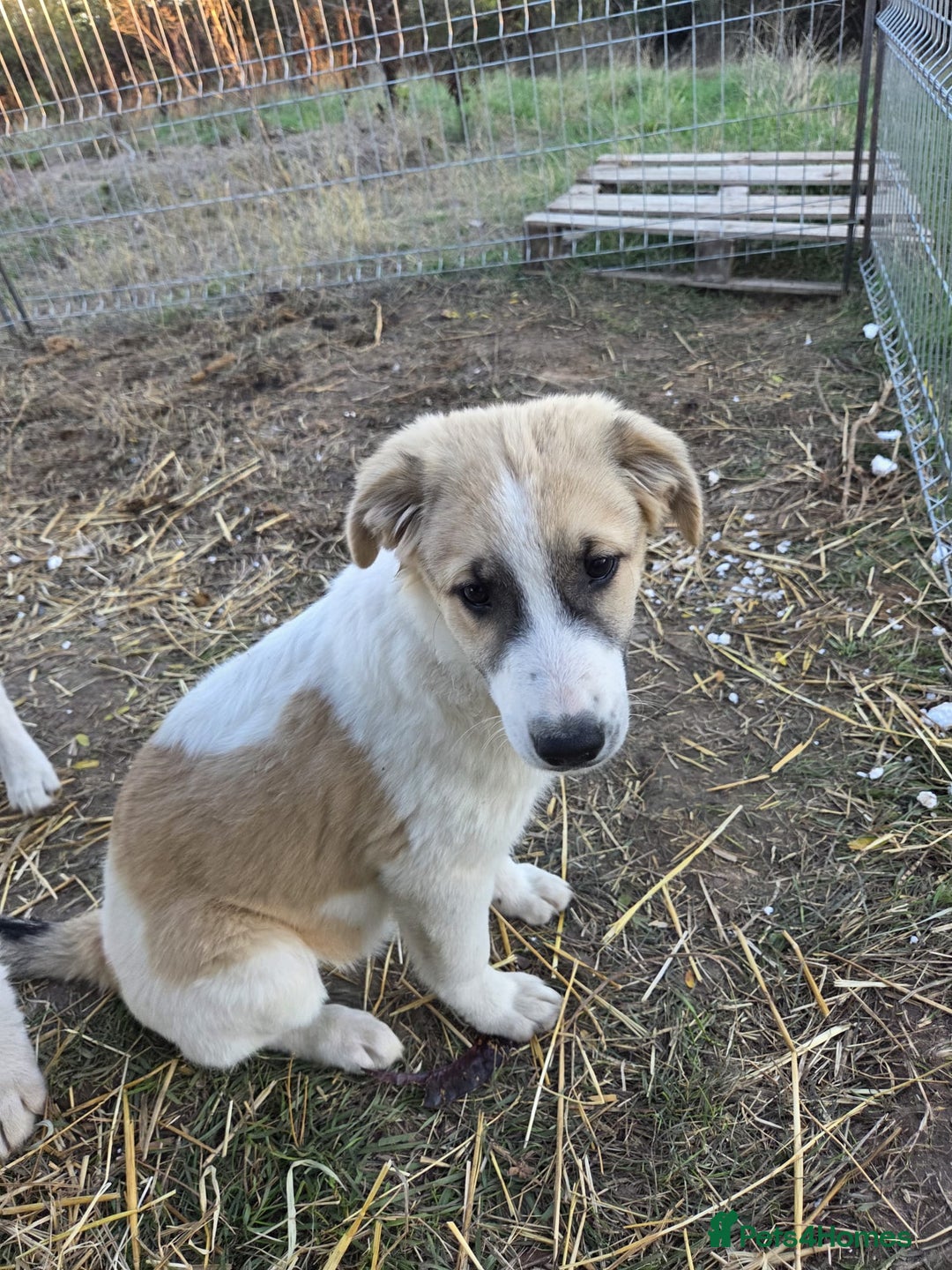 Mixed Breed dogs for adoption: Cleo - Gentle, Observant & Full of Heart 💛🐾 - Advert 5