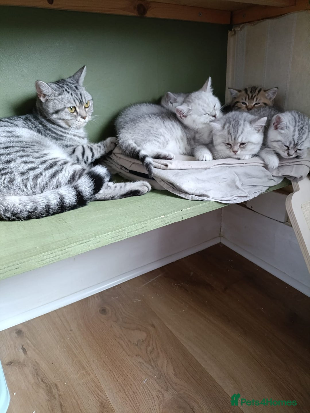 British Shorthair cats for sale: Beautiful  British Shorthair kittens  - Advert 29