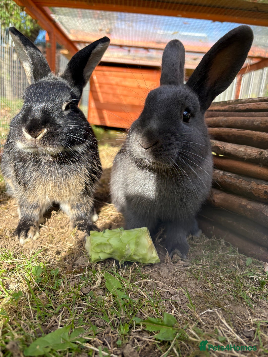 Mixed Breed rabbits for sale: 2 beautiful boys - Advert 4