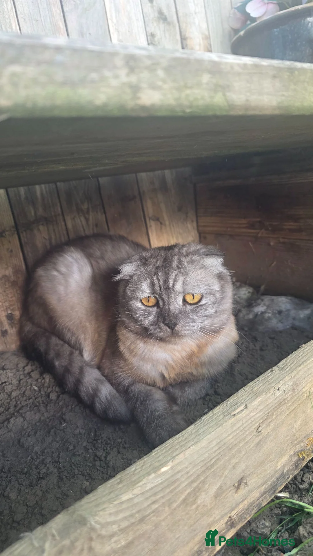 Scottish Fold cats for sale: Scottish fold grey cat  - Advert 1