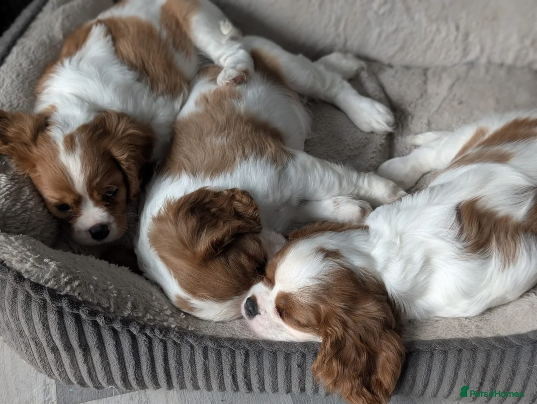 Cavalier King Charles Spaniel dogs for stud:  HEALTH TESTED kc cavalier king charles for stud  in Bedford - Advert 23