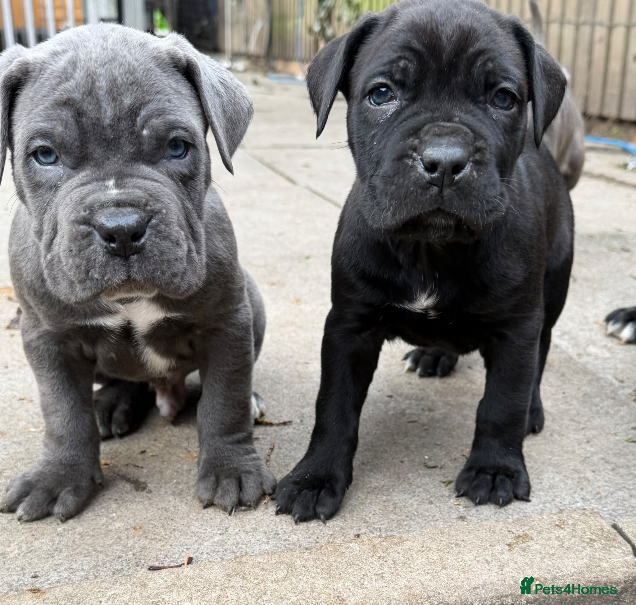 Cane Corso dogs PURE CANE CORSO PUPPIES FOR SALE !!!! - Advert 6