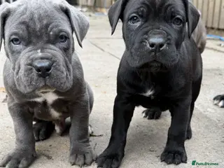 Cane Corso dogs PURE CANE CORSO PUPPIES FOR SALE !!!! - Advert 18