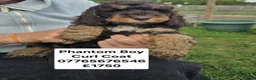 Cockapoo dogs for sale: Quality Cockapoo Puppies Homebred Domestic Licence - Advert 6
