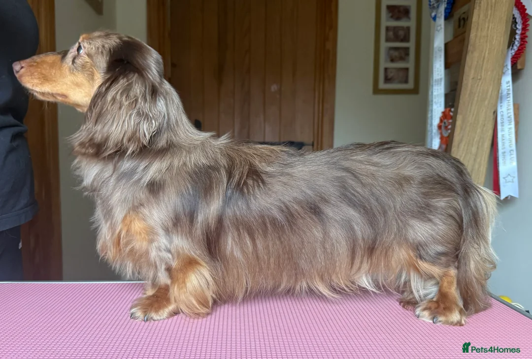 Miniature Dachshund dogs for stud: Stunning Chocolate Dapple Long Coat - Advert 2