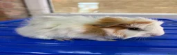 Guinea Pig rodents for sale: Baby guniea pigs ready to be reserved  - Advert 8