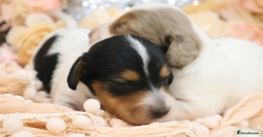 Miniature Dachshund dogs KC Longhair Miniature Dachshund Puppies - Advert 4