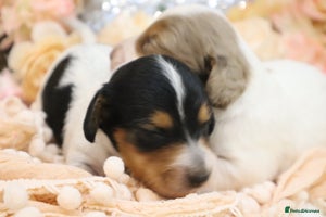 Miniature Dachshund dogs KC Longhair Miniature Dachshund Puppies - Advert 4