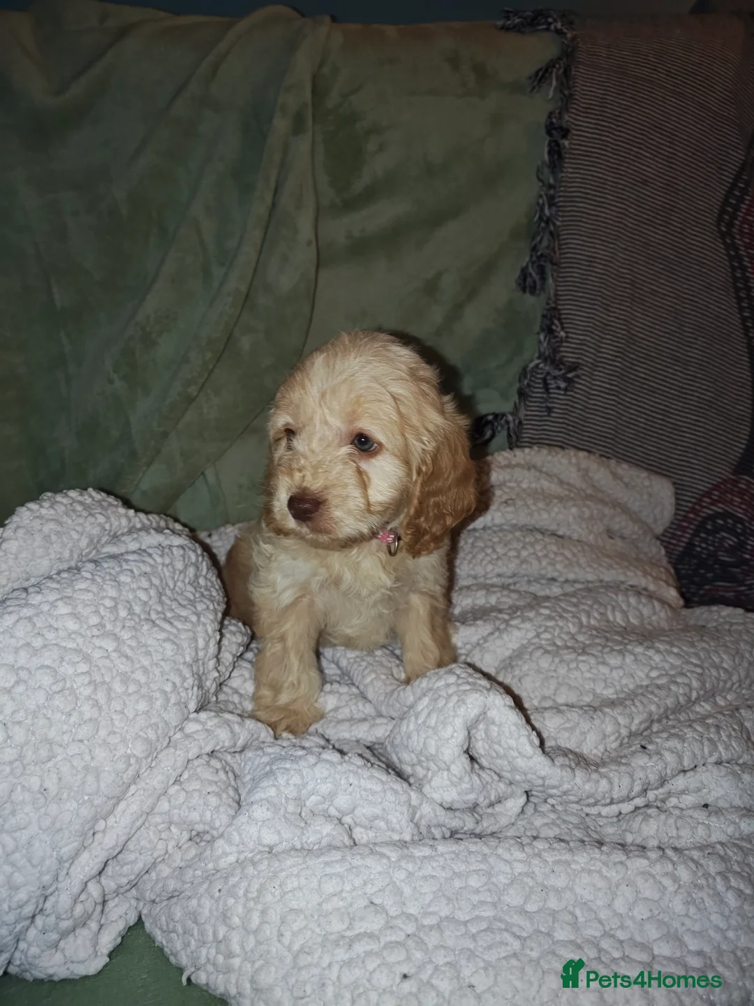 Cockapoo dogs for sale: Cockapoo - Advert 22