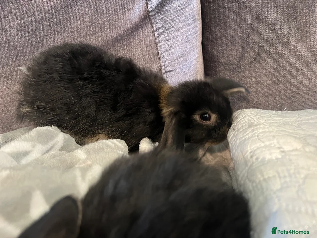 Mini Lop rabbits for sale: Mixed mini lops - Advert 2