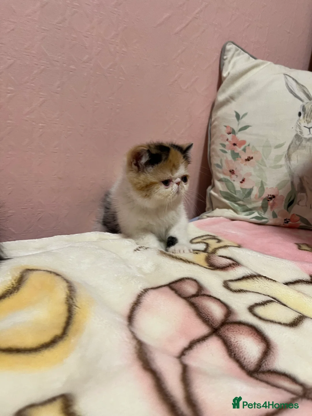 Exotic cats for sale: Exotic kittens  - Advert 10