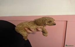 Cockapoo dogs for sale: 3 gorgeous cockapoo puppies  - Image 8