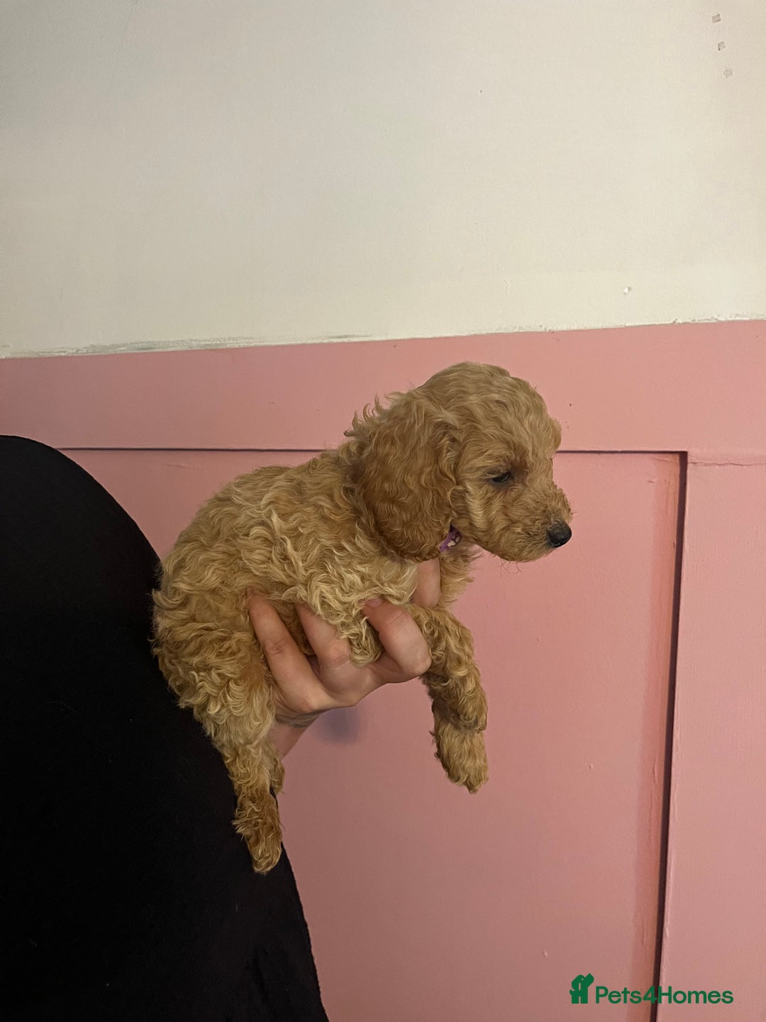 Cockapoo dogs for sale: 3 gorgeous cockapoo puppies  - Image 8