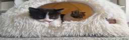 Ragdoll cats for sale: Beautiful fluffy kitten ready to leave - Advert 2