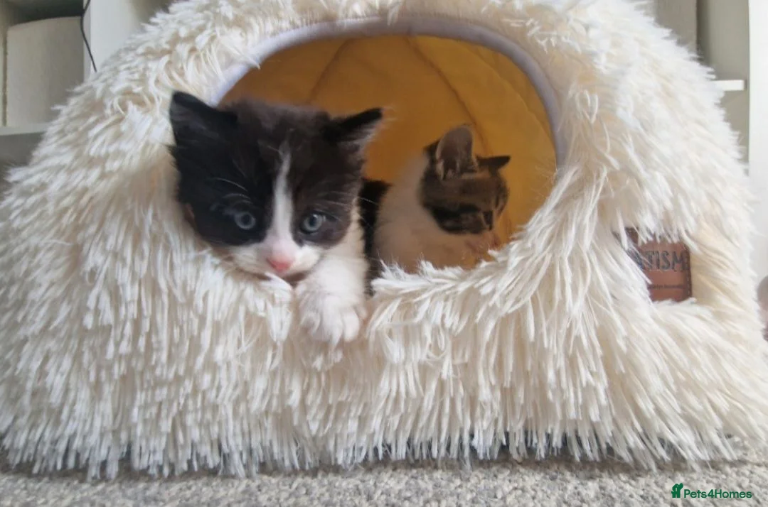 Ragdoll cats for sale: Beautiful fluffy kitten ready to leave - Advert 2